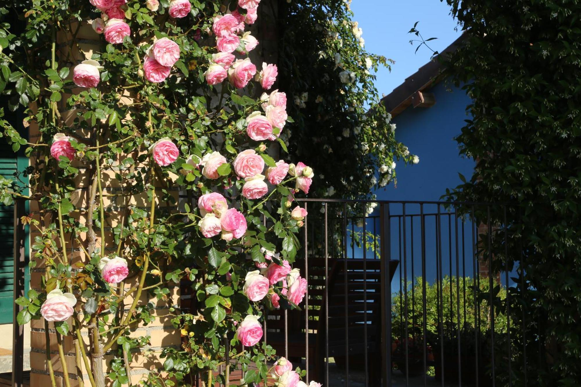 Villa Casa Maria à Magliano in Toscana Extérieur photo
